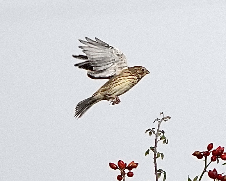corn bunting